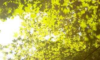 Frühsommer am Bergblick in Markt Hartmannsdorf