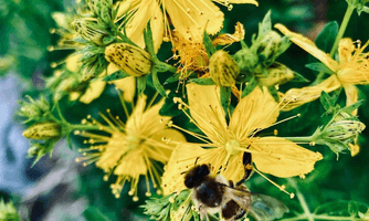 Geführter Kräuterspaziergang