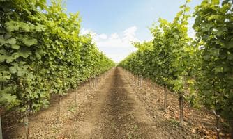 Weinverkostung mit Weingut Laurer