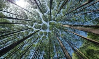 Bewusstes Wandern "Bewegt im Park"