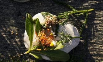 Workshop - Natürliche Hausapotheke Teil 1 Frühling