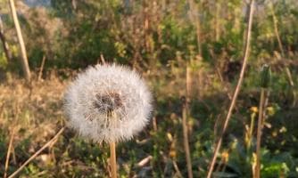 ühlingskräuter auf der Spur