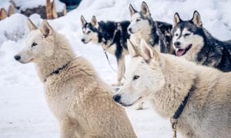 Trainingsevent Schlittenhunde