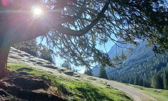 Harry's Talwanderung im Sommer