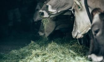 Erlebnisbauernhof Wermenerhof