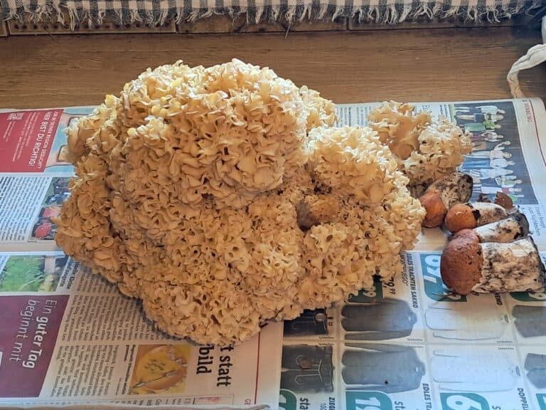 Workshop: Essbare Schwammerln sowie pflanzliches Superfood aus der Natur