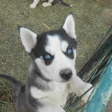 Hundeberatung beim Huskyweltmeister